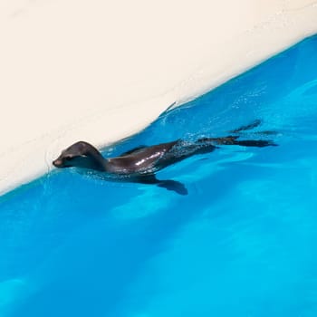 Seal swimming in blue saltwater in sunny day