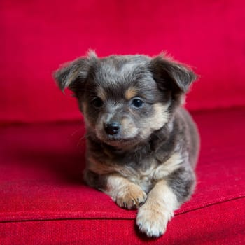 Chihuahua gray long hair puppy dog sitting on red couch relaxed portrait