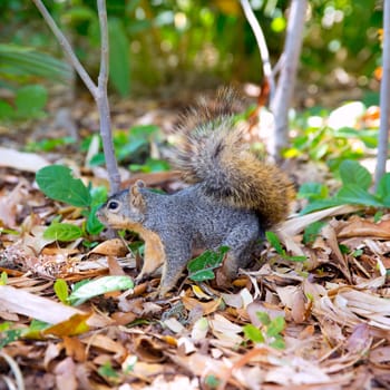Eastern Gray Squirrel Sciurus carolinensis on park floor