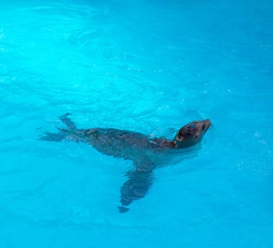 Seal swimming in blue saltwater in sunny day