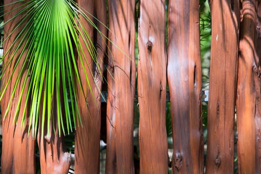 tropical wooden trunk wall and palm tree background