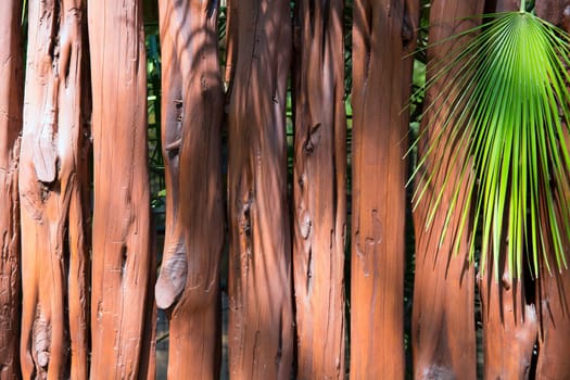 tropical wooden trunk wall and palm tree background