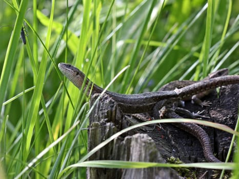 Forest lizard hunting beetles