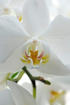 Orchid