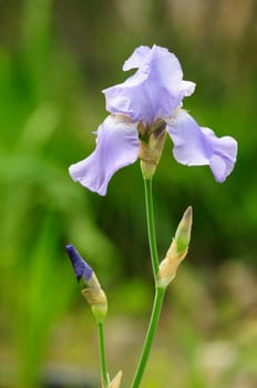 irises