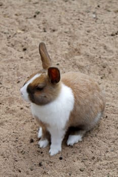 Rabbit