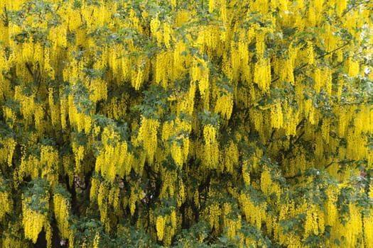 Laburnum