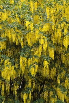 Laburnum