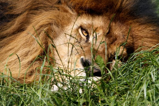 Tired Lion