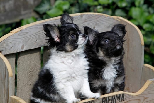 Chihuahua