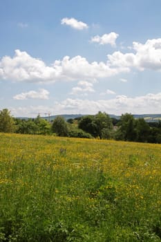 Yellow flower meadow