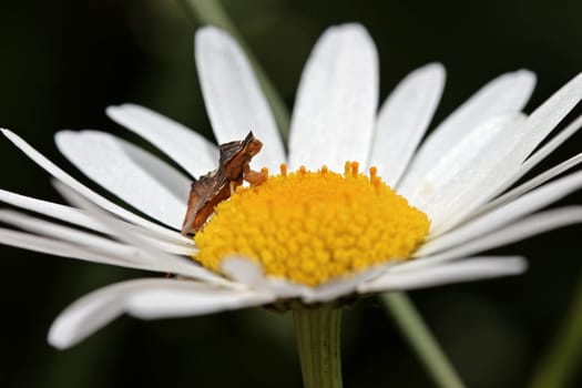 A devil (Phymata crassipes) lurks on a flower for prey