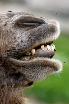 Trampeltierschnauze