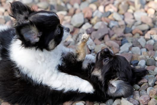 Fighting Chihuahuas