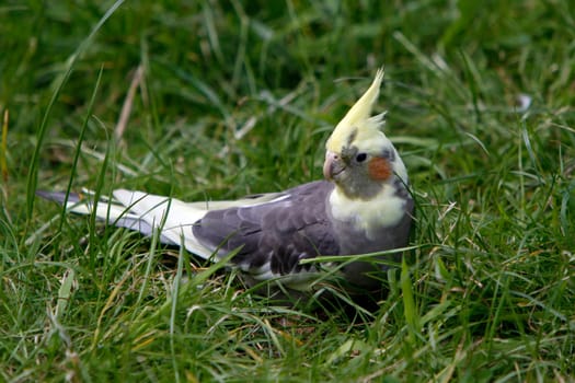 Cockatiel in the grass