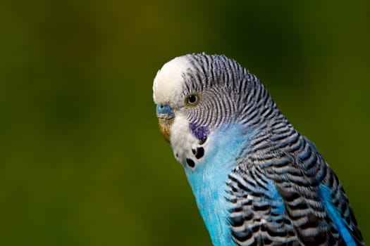 Blue budgerigar (male)