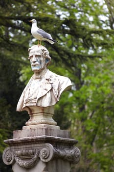 Photo of a Seagull on statue in Trieste