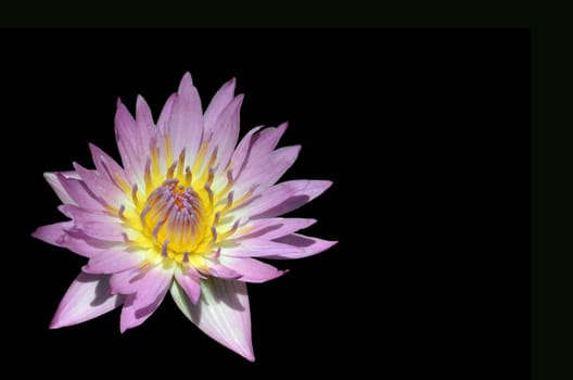 tropical water lily nymphaea nymphaeaceae "pink platter"" isolated on black"