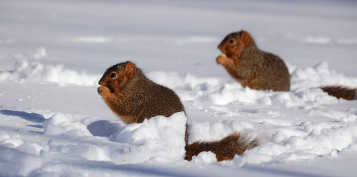 Two squirrels in snow eating