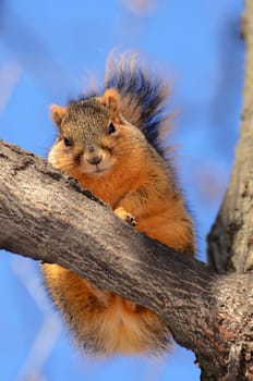 Squirrel on tree looking at you