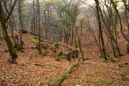 View of dried leaves and trees in the Trieste sinkholes