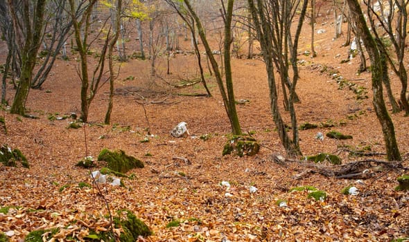 View of dried leaves and trees in the Trieste sinkholes