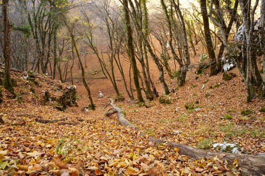 View of dried leaves and trees in the Trieste sinkholes