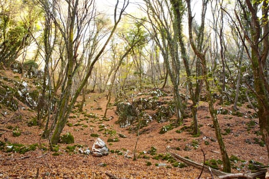 View of dried leaves and trees in the Trieste sinkholes