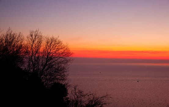View of Tree and sunset, Trieste sea