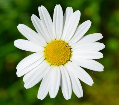 marguerite