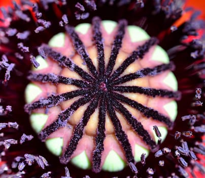 Poppy Macro