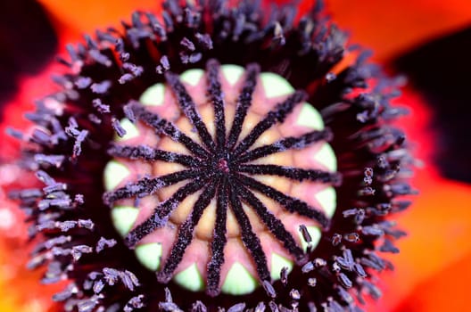 Poppy Macro