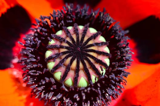 Poppy Macro