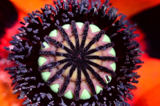 Poppy Macro