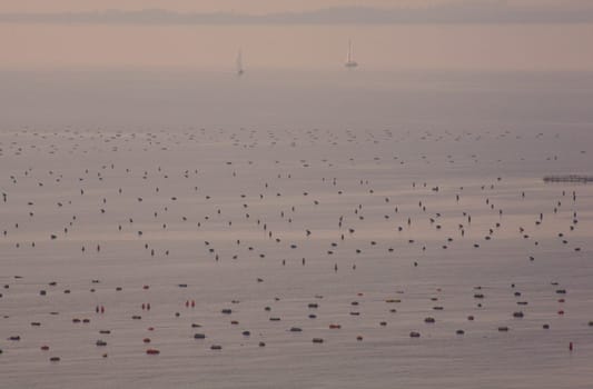 Mussel farming in the sea, Duino - Trieste