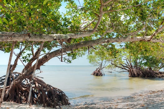 Mangroves in Florida in the Ten Thousand Islands.