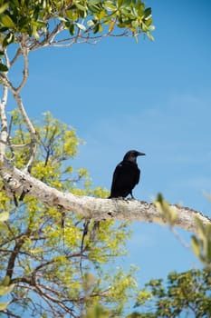 Black Crow on Tree Branch in Florida.