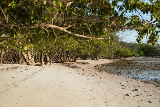 Mangroves in Florida in the Ten Thousand Islands.