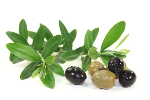 a green olive branch against a white background