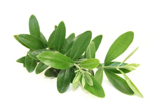 a green olive branch against a white background