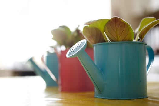 Photo of nice pots plant