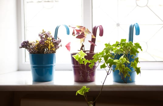 Photo of nice pots plant