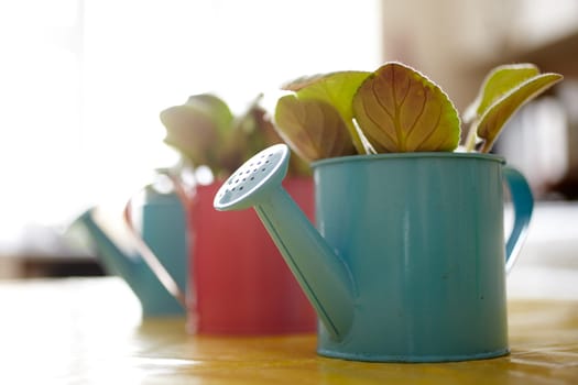 Photo of nice pots plant