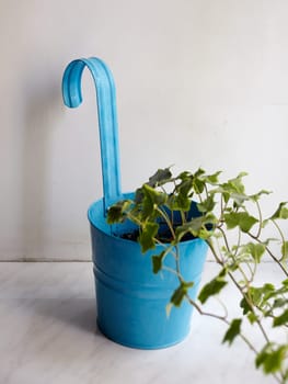 Photo of nice pot plant