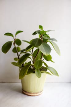 Photo of nice pot plant