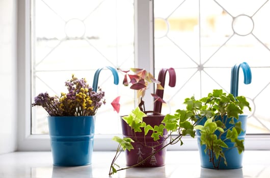 Photo of nice pots plant