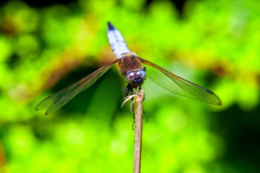 Flat belly - Libellula depressa in a macro image