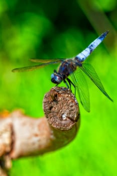Flat belly - Libellula depressa in a macro image
