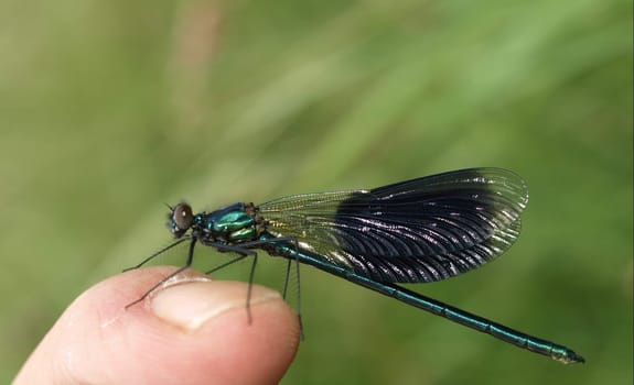 banded demoiselle