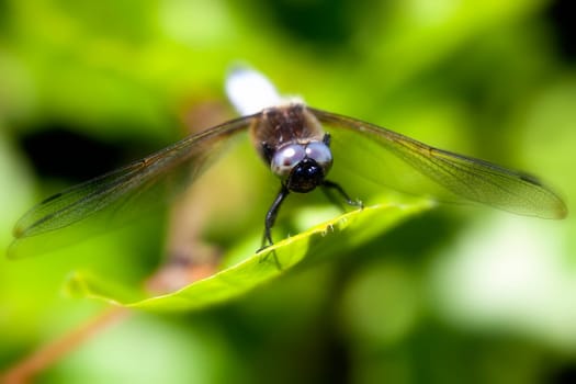 Flat belly - Libellula depressa in a macro image